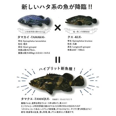 ふるさと納税 愛南町 【訳あり】 クエ鍋 セット 500g タマクエ 鍋  切り身 刺身 天ぷら フライ 塩焼き アラ |  | 02