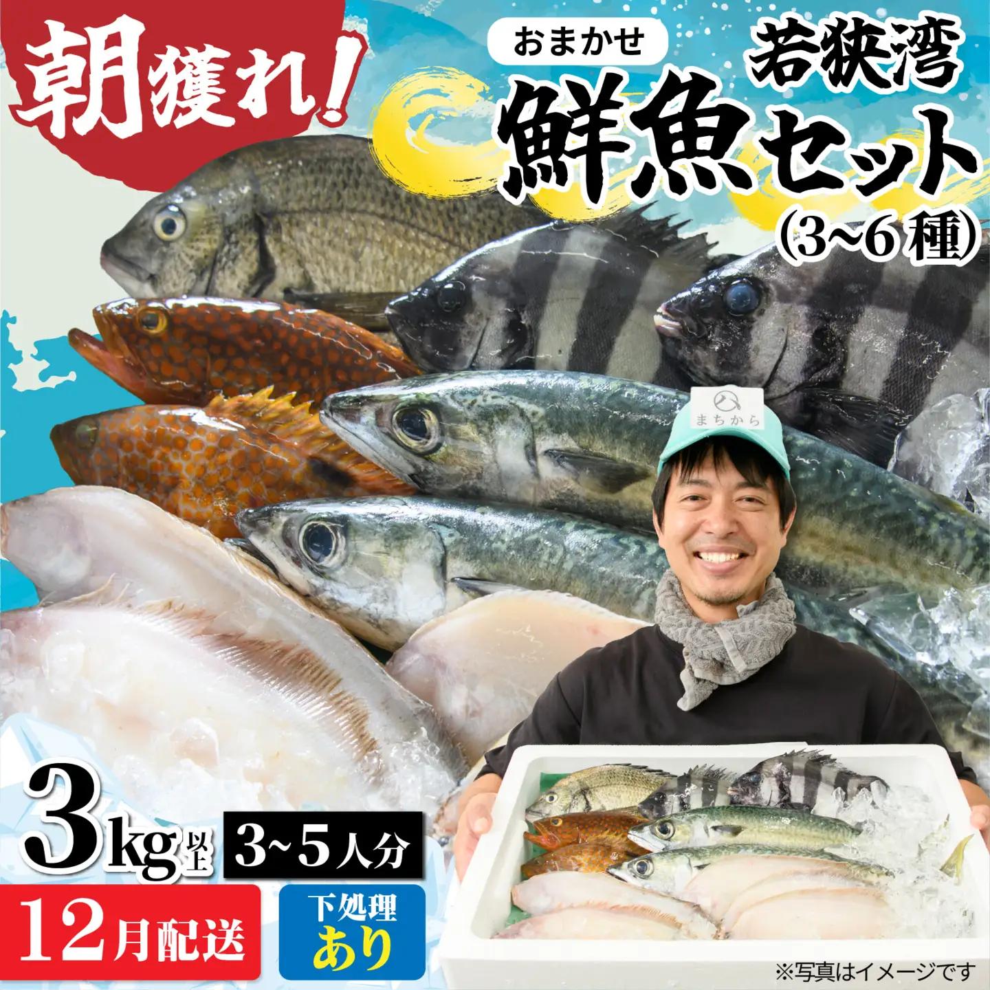 若狭湾鮮魚セット（下処理あり）おまかせ3kg以上（3～6魚種）【12月配送】  
