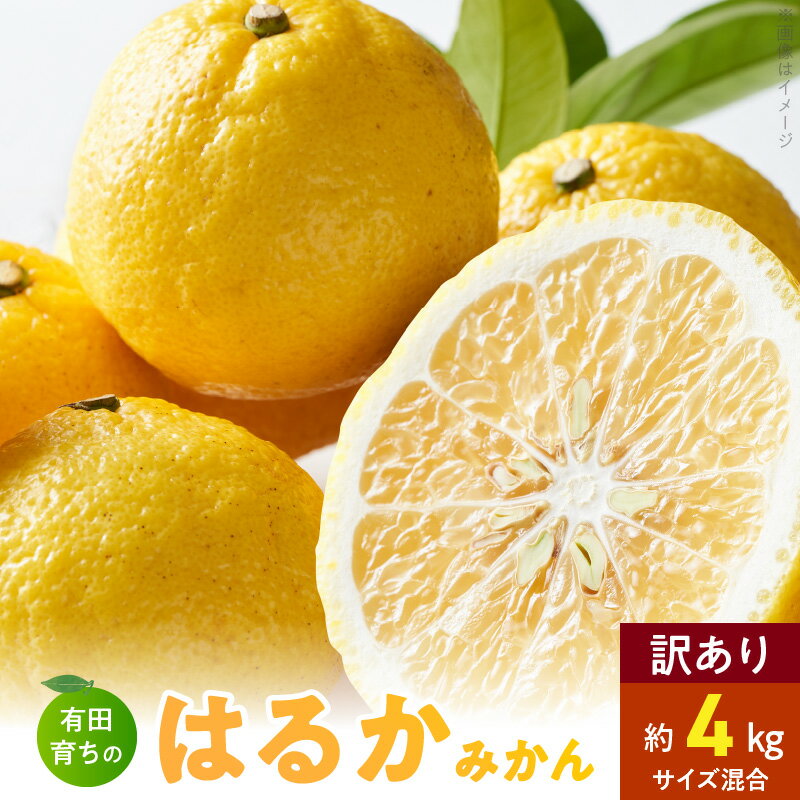 【ふるさと納税】【限定】 【2026年先行予約】【人気柑橘】有田育ちの はるか みかん 【訳あり 家庭用】 4kg (サイズ混合)【ミカン 蜜柑 春みかん 柑橘 和歌山 有田 日向夏】