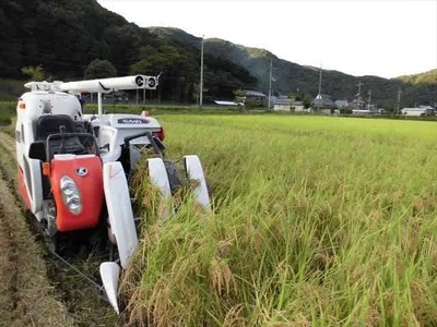 【有機JAS認証米】『タガメの里・自然米』2025年産 もち米「はりまもち」白米10kg | お米 おこめ 米 コメ こめ はりまもち 白米 有機JAS認証米 兵庫県 上郡町