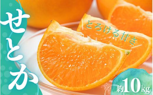 【先行予約】橋本農園のせとか 10kg 玉数・サイズおまかせ【2027年3月上旬から3月下旬に順次発送】 / せとか 露地 みかん 蜜柑 柑橘 フルーツ 果物 くだもの 先行予約