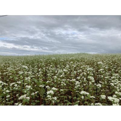 ふるさと納税 最上町 伝承の香り「最上早生蕎麦」200g(2人前)×5束　めんつゆとび魚付 |  | 03