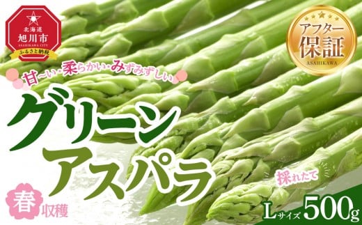 【先行予約】春収穫グリーンアスパラLサイズ　約500g（2026年6月上旬から発送開始予定）【 アスパラ アスパラガス 朝採り とれたて 野菜 旬 小分け 保存 産直 産地直送 お取り寄せ 旭川市 北海道 】_05529