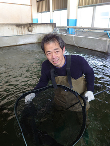 珍しいチョウザメのしゃぶしゃぶ！ 倉吉蝶鮫 切り身200g ／ 国産 ちょうざめ チョウザメ しゃぶしゃぶ 倉吉市