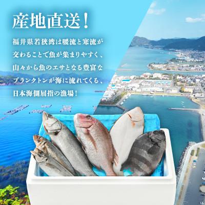 ふるさと納税 小浜市 【2ヵ月毎定期便】「若狭小浜港産地直送」のお任せ天然鮮魚セット! 全6回 |  | 03