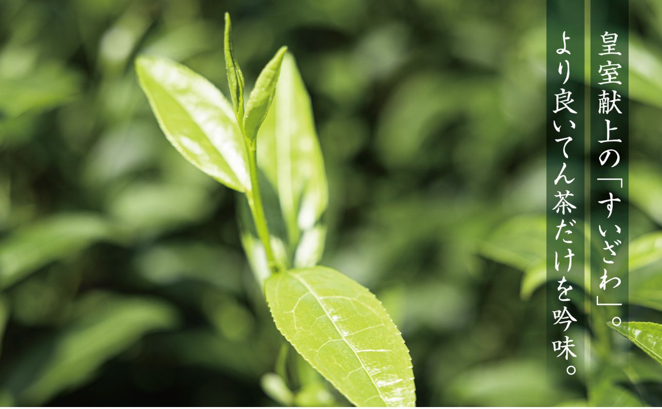 皇室献上、G7伊勢志摩サミット選定、農林水産大臣賞受賞、三重ブランド、三重セレクション認定の実績を持つ製茶ブランド 「萩村製茶」お抹茶 すいざわ（30g×4缶セット）【抹茶 お抹茶 お茶 茶 伊勢茶 