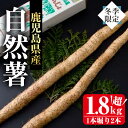 【ふるさと納税】＜先行予約受付中・2024年11月下旬以降順次発送予定＞≪期間限定≫鹿児島県産自然薯1.8kg以上(1本掘り2本入り) 自然薯 やまいも 山芋 野菜 健康食材 とろろ汁 山かけ お好み焼き 味噌汁 贈り物 贈答品【曽於市観光協会】