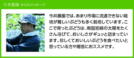 【令和７年産】【訳あり】宮崎県産　小粒なシャインマスカット1kg 【 ぶどう 果物 葡萄 フルーツ ブドウ デザート 川南町産 数量限定 期間限定 】