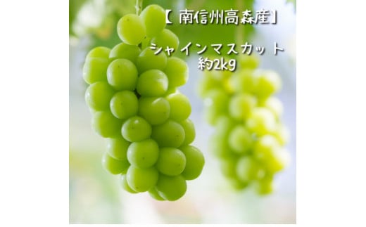 【南信州高森産】シャインマスカット 2kg 9月中旬より発送 長野県 信州 農家直送 果物 くだもの ぶどう 旬のぶどう シャイン 山吹ぶどう狩り組合