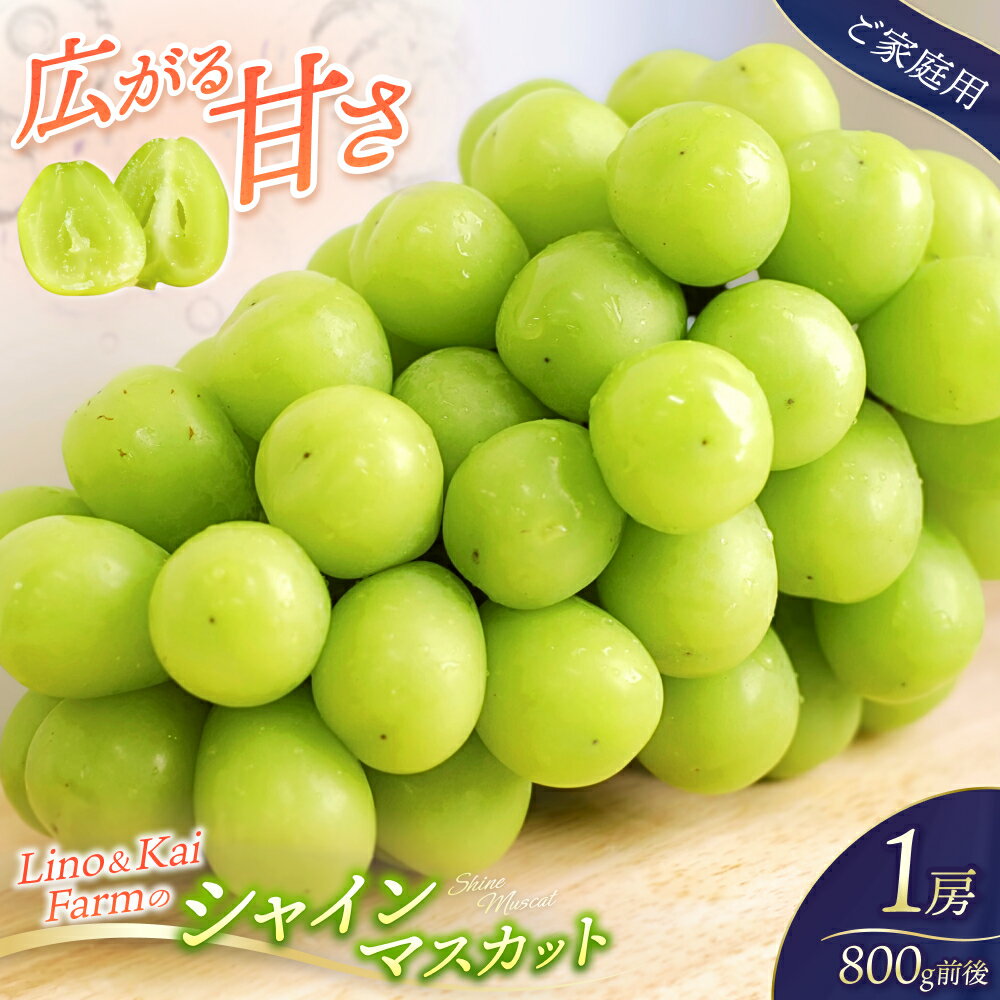 【ふるさと納税】【ご家庭用】 シャインマスカット1房(約800g) 化粧箱入 Lino＆Kai Farm 2025年10月上旬～順次発送 / ぶどう 岡山 真庭 マスカット 高級 ギフト 贈答 人気 産地直送 数量限定 種なし 某産直サイトで連続受賞【linokai007】