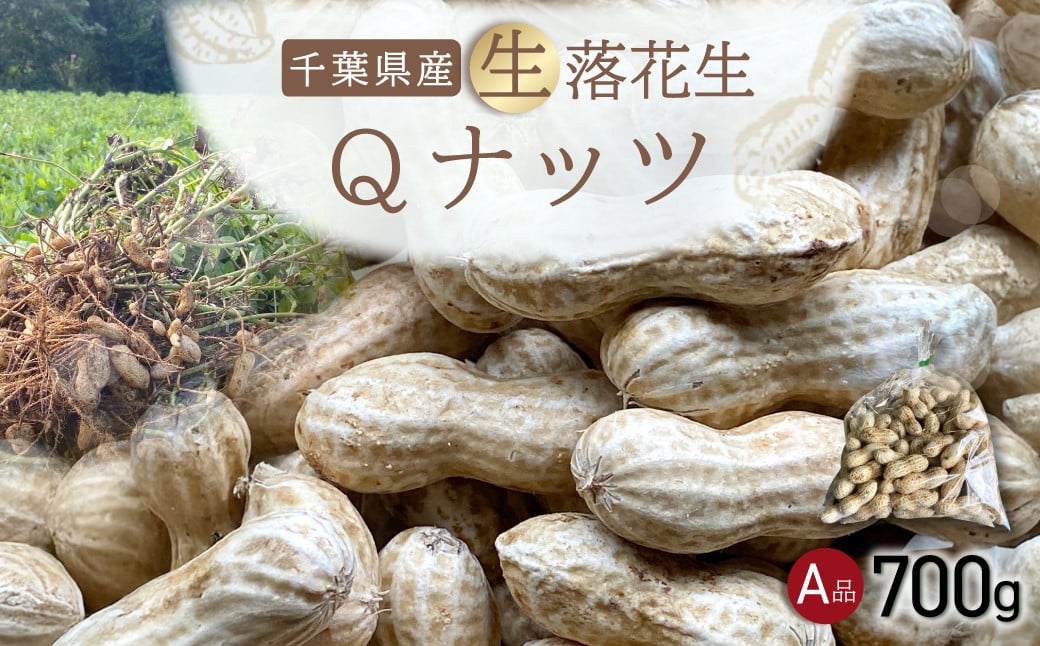 
            【先行受付・9月上旬より順次発送！】Qナッツ 生落花生 700g  ／ふるさと納税 落花生 生 生落花生 Qナッツ Qなっつ A品 新品種 希少 旬 季節限定 あっさり 香ばしい 甘い 塩ゆで おやつ おつまみ 千葉県 山武市 SMAH013
          