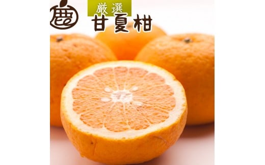 厳選 甘夏柑 2.5kg+250g（傷み補償分）【初夏のみかん・旬の果物】【有田産】【光センサー食べ頃出荷】 ［IKE279］