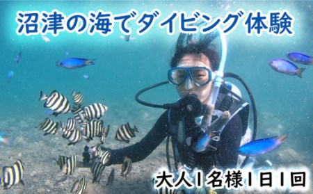 ダイビング 体験チケット 大人1名1回 伊豆半島 スキューバダイビング