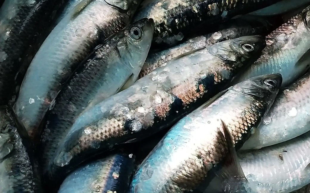 北海道産【お刺身用】「ニシン」2枚入×15パックセット（急速凍結）