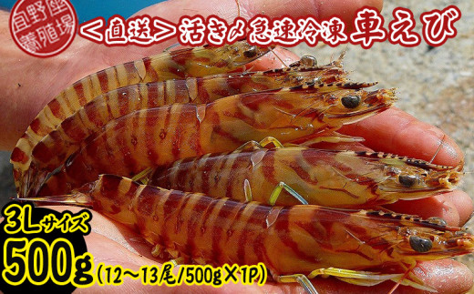 
【養殖場から直送】活き〆急速冷凍車えび　3Lサイズ　約500g（12～13尾/500g×1P）
