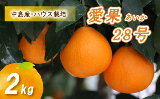 【12月から発送】 愛果28号 2kg あいか みかん 数量限定 みかん 愛媛県産 みかん 愛果28号 松山市 みかん 中島 みかん 愛果28号 みかん 蜜柑 愛果28号 ミカン みかん 旬 愛果28号 ハウス栽培 【贈答にもおすすめ】