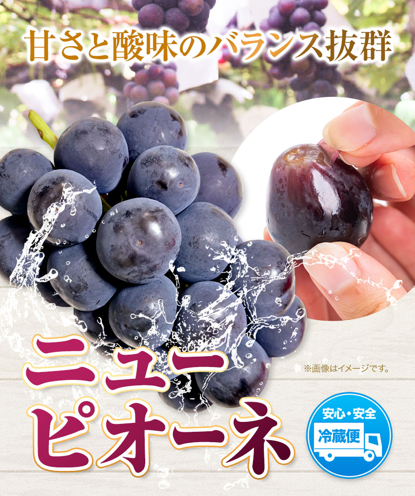 【2024年先行予約】ニューピオーネ 2房 1kg ウィズフラワーホールディングス《9月上旬-10月中旬頃出荷》岡山県 浅口市 ぶどう ピオーネ フルーツ 旬 果物 国産 岡山県産 送料無料 冷蔵【配