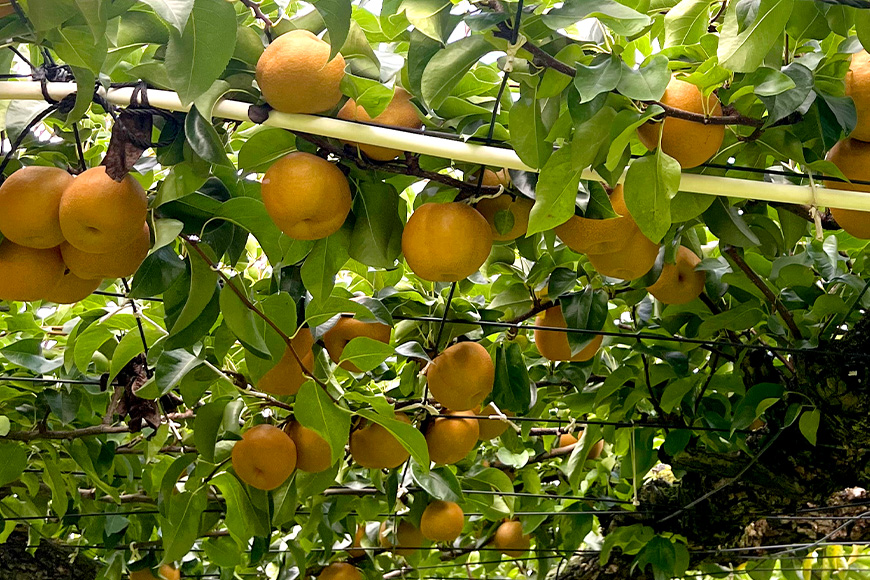 【数量限定・先行予約】【皆藤梨園】豊水（約5kg/3L～5L/10～14玉） 梨 豊水 果物 なし ナシ ほうすい くだもの フルーツ 【8月下旬以降発送予定】 75-B