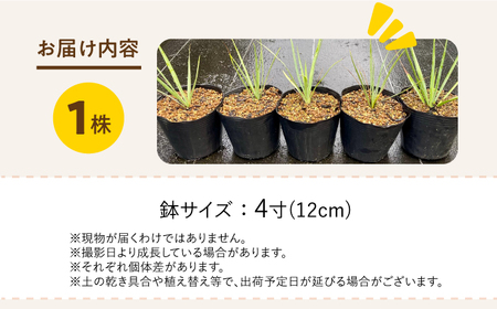 Yucca rigida ユッカ リギダ 1株 長与町/アグリューム[EAI183]