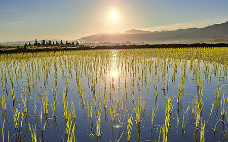 亀の尾 10kg 玄米 有機JAS認証 Oryza Jozucana Satonaya【正すの実】