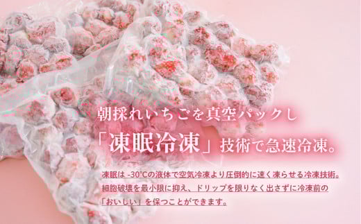 【 訳あり 】 冷凍いちご 2.5kg ( 500g x 5 ) 甘熟 完熟【 2025年4月ごろ発送予定 】【 凍眠冷凍 】 Ben‘ｓ Berry 【 いちご イチゴ 苺 とちおとめ 冷凍いちご 