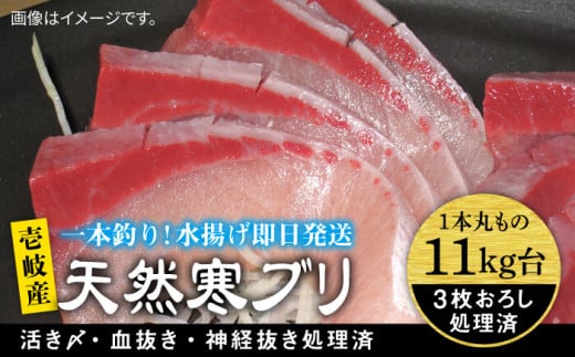 壱岐島産天然寒ブリ（11ｷﾛ台・3枚おろし） [JBS032]