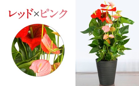 愛んすりうむ アンスリウム Ｌ（2株寄植え／大） 花 お花 華 インテリア プレゼント 贈り物 観葉植物 観葉植物グリーン 観葉植物緑 観葉植物インテリア 観葉植物雑貨 観葉植物暮らし 観葉植物植物 