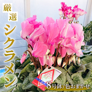 厳選シクラメン8号鉢　【花・シクラメン・鉢】 ※着日指定不可《11月下旬-12月中旬頃出荷予定》