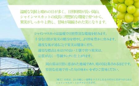 2026年予約受付中 シャインマスカット 晴王 2房 約1.4kg 3回 定期便  7月・8月・9月に1回ずつお届け 【シャインマスカット マスカット ぶどう 葡萄 岡山県産   種無し 皮ごと食べる