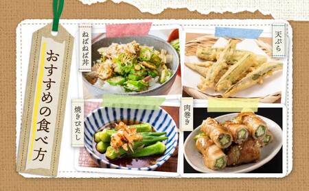 オクラ おくら 冨田さん家のオクラ800g（80g×10袋） 新鮮野菜 夏野菜 家庭料理 国産 国産野菜 熊本県産 国産 九州 熊本県 宇城市 粘りが強い 柔らかい 筋が少ない シャキシャキ ご飯のお