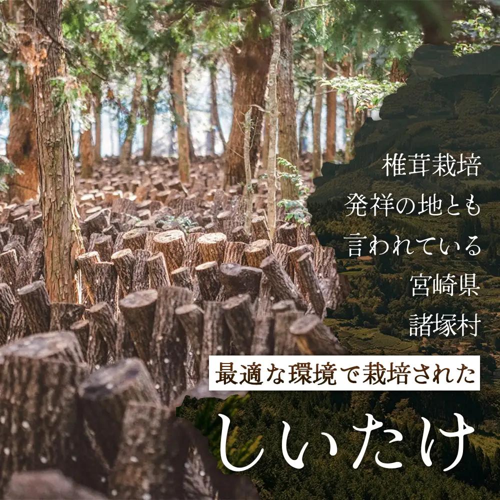 【世界初CoC認証取得！】宮崎県諸塚村産 乾しいたけ スライス 20g×6P 計120g 常温｜干ししいたけ どんこ 椎茸 冬菇 パスタ 味噌汁 原木栽培 家庭用 もろっこはうす MO-26