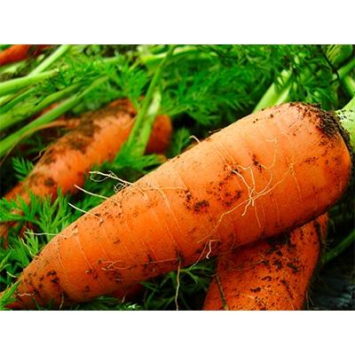 ふるさと納税 綾町 綾町旬野菜セット (10〜15種類) |  | 02