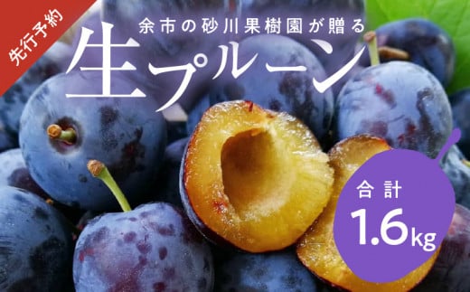 【先行予約：2025年8月下旬より発送】余市の砂川果樹園が贈る【余市の生プルーン】1.6kg_Y033-0035