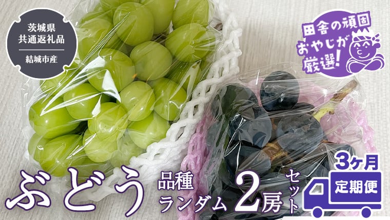 
            【定期便】ぶどう 品種ランダム2房セット【2025年8月から3か月連続で発送】（茨城県共通返礼品 [ぶどう]：結城市産）  ブドウ 葡萄 果物 フルーツ 茨城県産
          