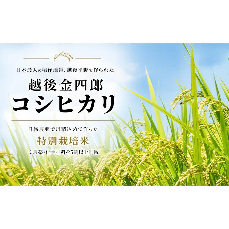令和7年度米 新潟市産 越後金四郎コシヒカリ（特別栽培米）20kg