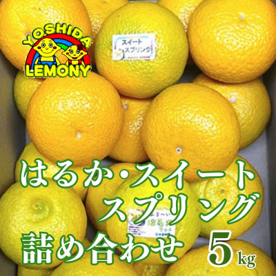 先行予約 はるか・スイートスプリング詰め合わせ 5kg【1013354】
