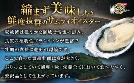 坂越かき 殻付き 33個 【ナイフなし】【2027年1月以降発送予定】／ 牡蠣 かき カキ オイスター サムライオイスター 生牡蠣 魚介 貝 海産物 生食 ギフト 兵庫県 赤穂市