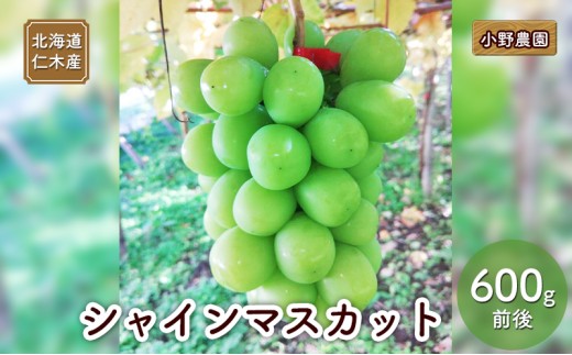 
                  [先行受付] 北海道 仁木産 シャインマスカット 600g前後  果物 ぶどう フルーツ おやつ デザート 食後 有機肥料 農薬低減 国産 直送 産地直送 食べ物 食品 北海道産 [株式会社　小野農園]
                