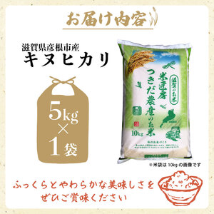 令和7年産 キヌヒカリ 白米 5kg 新米