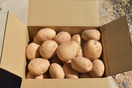 【予約商品】安芸津　赤土じゃがいも　10kg【配送時期:6月下旬～８月下旬/11月下旬～1月上旬】