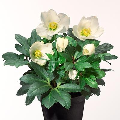 ふるさと納税 藤枝市 冬の貴婦人　クリスマスローズ　純白ニゲル 開花株4.5号