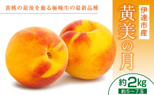 《先行予約》黄美の月 2kg（5～7玉） 桃 もも モモ 黄桃 極晩生 新品種 糖度 果物 フルーツ ふるさと納税 予約 福島県 伊達市