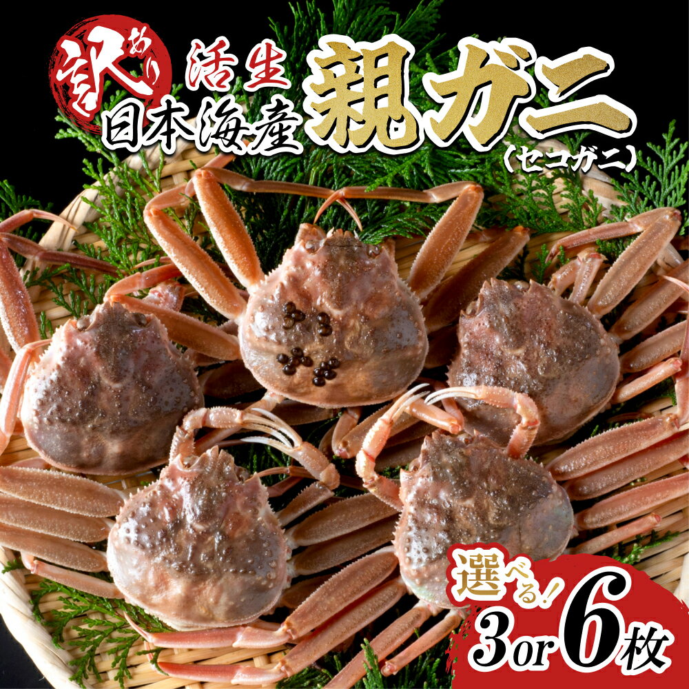 【ふるさと納税】【先行予約】【活生】訳あり 親ガニ（セコガニ）3枚 6枚 ご自宅用 鳥取県 かに ずわいがに 発送11月～