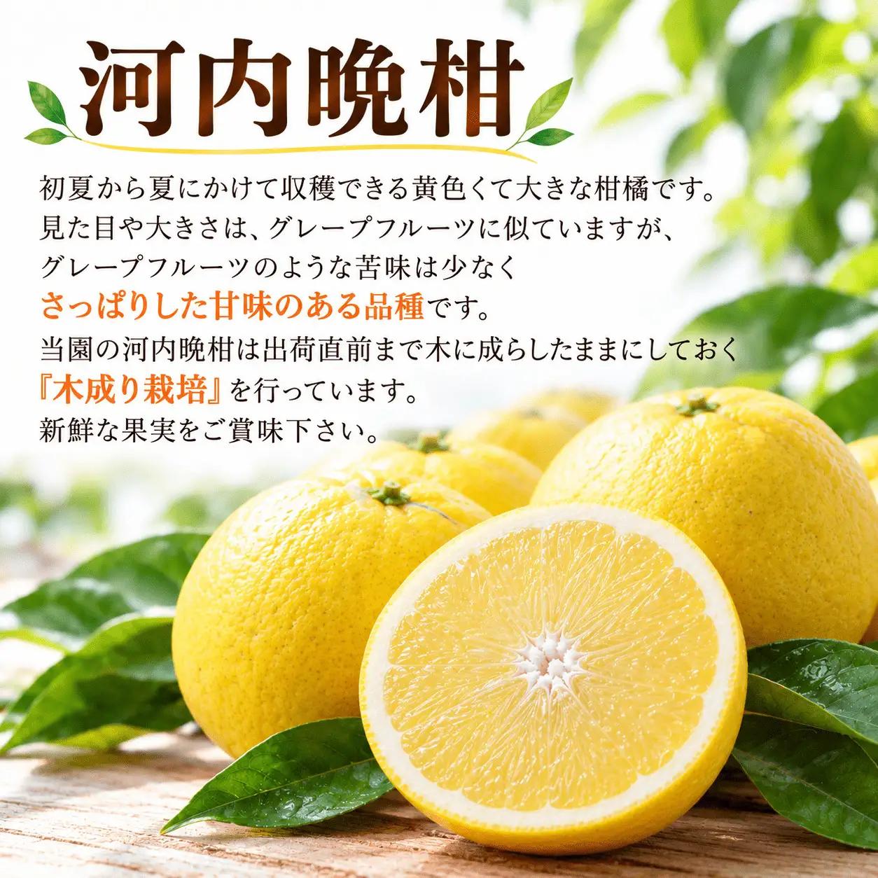【先行予約】旬の柑橘定期便3回 訳ありえひめみかん（温州みかん）5kg 訳ありせとか 3kg 贈答用河内晩柑 5kg   吉田農園  サイズミックス  人気 ブランド プレミアム 柑橘 果物 フルーツ