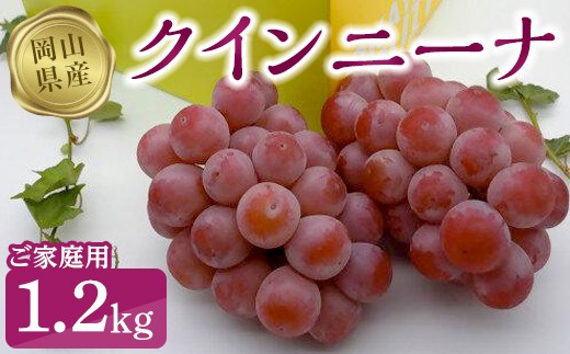 
                  クインニーナ1.2kg（ご家庭用）【数量限定200セット】【ぶどう 葡萄 フルーツ 果物 おすすめ 人気 岡山県産 数量限定 新鮮】
                