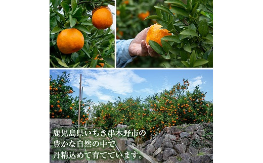 ＜先行予約受付中！2026年1月中旬頃より順次発送予定＞《期間限定・数量限定》鹿児島県産薩州薩摩(厳選ぽんかん)(約5kg・2.5kg化粧箱×2箱) 国産 みかん ミカン 蜜柑 ポンカン 柑橘 冬季 