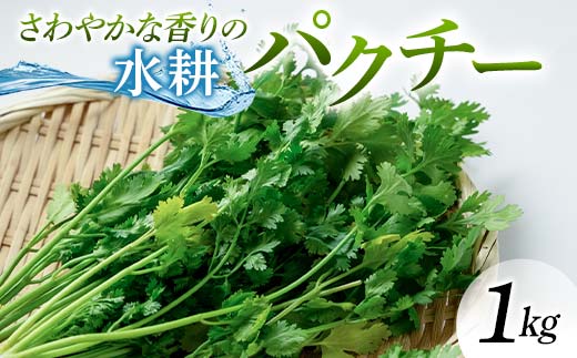 さわやかな香りの水耕パクチー 1kg F6U-277