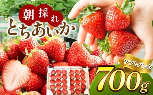 朝採れいちご とちあいか 700ｇ いちごに優しい ソフトパック でお届け｜いちご 新鮮 贈答用 高級 いちご ふるさと納税 人気 数量限定 いちご 苺 農家直送 果物 いちご 内容量 700g 10,000 10,000円 旬 フルーツ 果物 美味しい 苺 いちご ボリューム スイーツ いちご 朝採れ 新鮮  真岡市 栃木県 送料無料