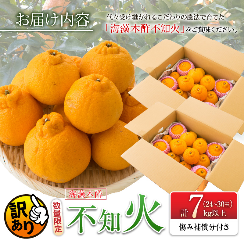 先行予約 訳あり 海藻木酢 不知火 計7kg以上 傷み補償分付き 期間限定 数量限定 フルーツ 果物 くだもの 柑橘 みかん 訳アリ 国産 食品 デザート おやつ おすそ分け おすすめ_BBV2-24