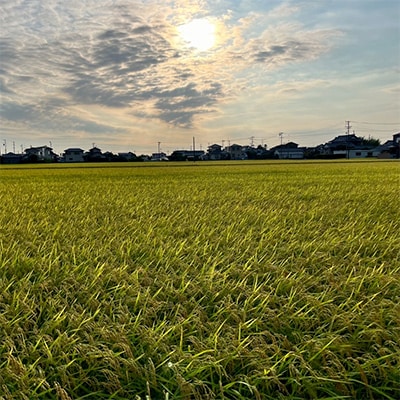 【新米先行受付】R7年産 新米 にこまる 白米 10kg 静岡県磐田市産